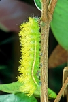 Spiny Caterpillar - Amazon, S.A.