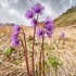 Alpine snowbell (Soldanella alpina) 