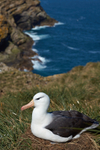 Black-browed Albatross