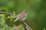 Tree Sparrow