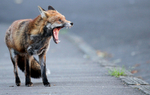 Urban Fox, Bristol _ UR090
