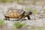 Gopher Tortoise (juvenile) side view, Shamrock Park, Venice, Florida