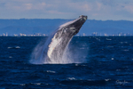 Humpback Breach into the wind 9. 0A3A2636