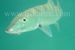 Bonefish Photo - In the Blue.