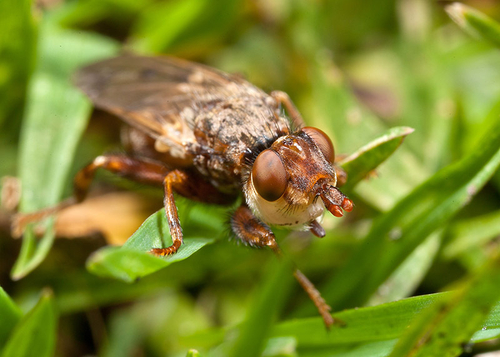 Myopia species; probably [i]Myopia testacea[/i]. Found by an [i]Andrena nigroaenea[/i] Mining Bee colony.