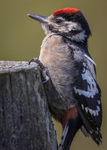 WOODPECKER CHICK