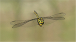 Golden-ringed dragonfly eating prey in flight