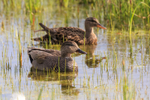 gadwall Anas strepera-5472