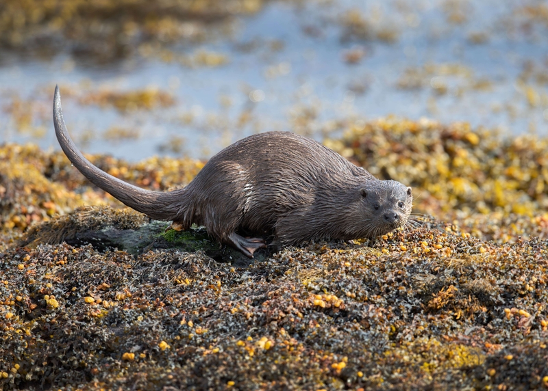 Eurasian Otter - Isle of Mull - Scotland
