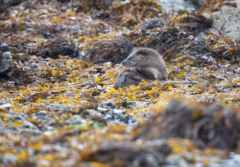 Eurasian Otter - Isle of Mull - Scotland