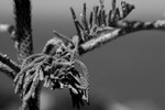 pine