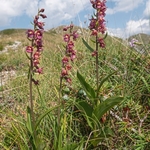 Dark red helleborine (Epipactis atrorubens).