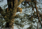 A leopard behind the tree in Lobo