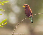 Broad Billed Roller.