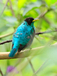 Green Honeycreeper (male) perched in a bush at Leaves & Lizards