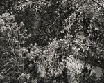 Trees by River, New Mexico, 1991