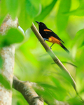 St. Lucia Oriole portfolio