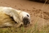 Grey Seal Pup