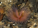 Chone infundibuliformis
