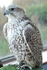Gyr Falcon