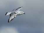 Bonaparte's Gull gliding, Farmoor Reservoir