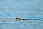 Sea Otter swimming on front, Harriman Fiord, Alaska