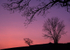 Dusk, Raddon