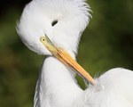 Great Egret preening shoulder feathers, Orlando, Florida