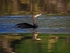 Cormorant