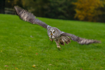 great grey owl stryx nebulosa-0207