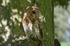 Tawny Owl