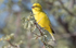 Yellow canary