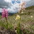 Hybrid Orchis - Orchis x colemanii ( Orchis mascula x O. pauciflora) This is a natural hybrid between  Early purple orchid (O. mascula) and few flowered orchid (O. pauciflora). 