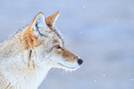 Coyote side portrait, Madison, Yellowstone National Park
