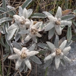 Apennine edelweiss (Leontopodium nivale