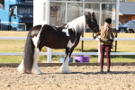 SBM_11735