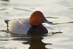 Pochard portfolio