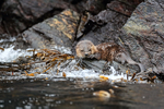 Marine Otter resting on rock, Chanaral Island, Chile