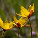 Wild Tulips (Tulipa australis  also T. sylvestris ssp australis) growing above  the Piano Grande