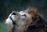 Lions Gaze