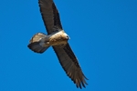 Lammergeier (gypaetus barbatus), Mongolia