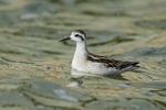 Red-necked Phalarope (juvenile), Farmoor Reservoir