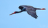 Black Stork