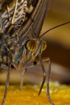 Butterfly9