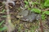 Marsh Frogs