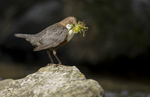 Dippers, North Wales