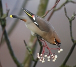 Waxwing