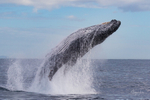 Humpback Ballet 8. 0A3A1476