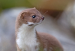 Stoat - Mustela erminea