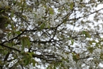 White Blossom
